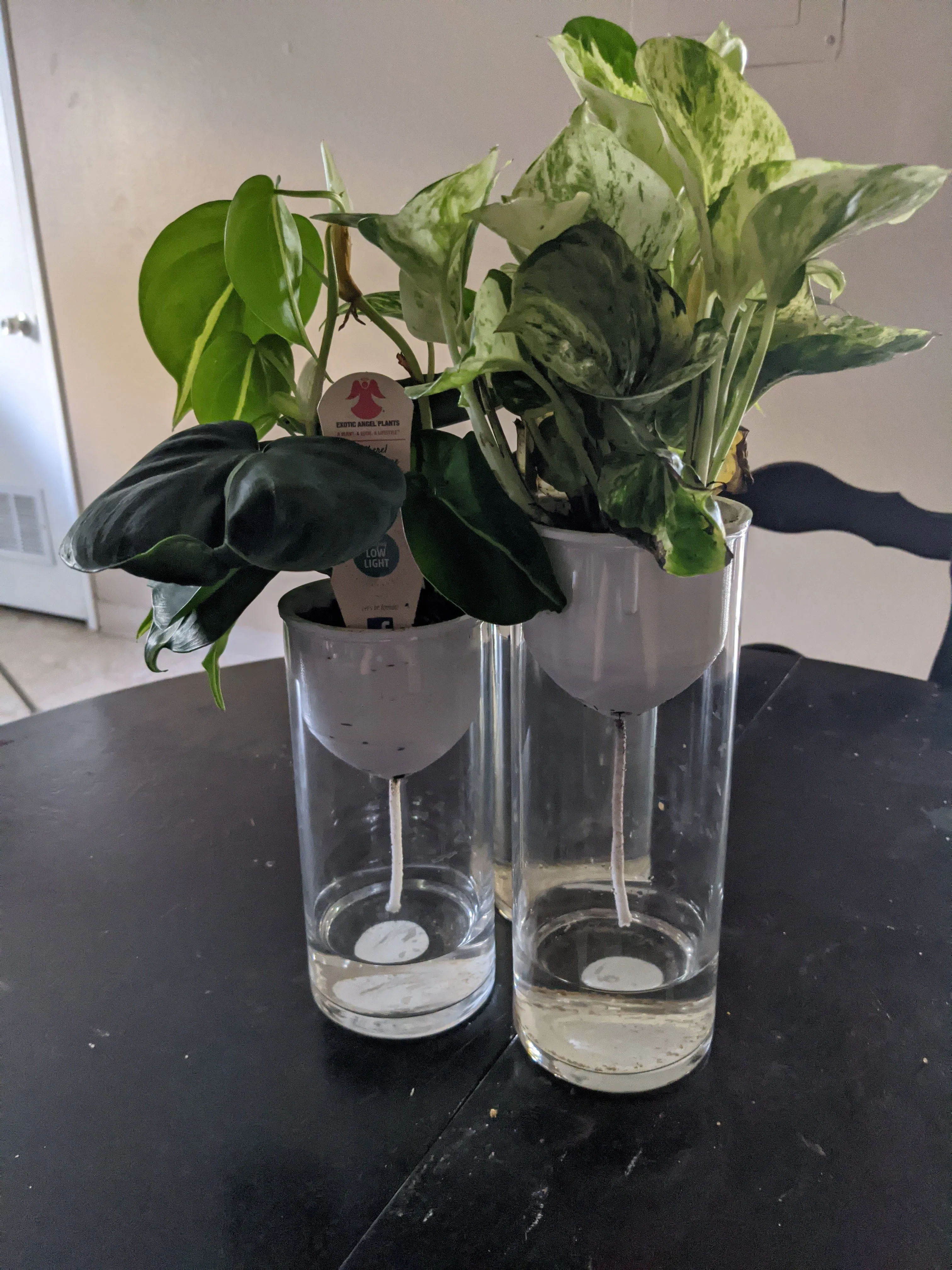 Hydroponic planter assembled with plants