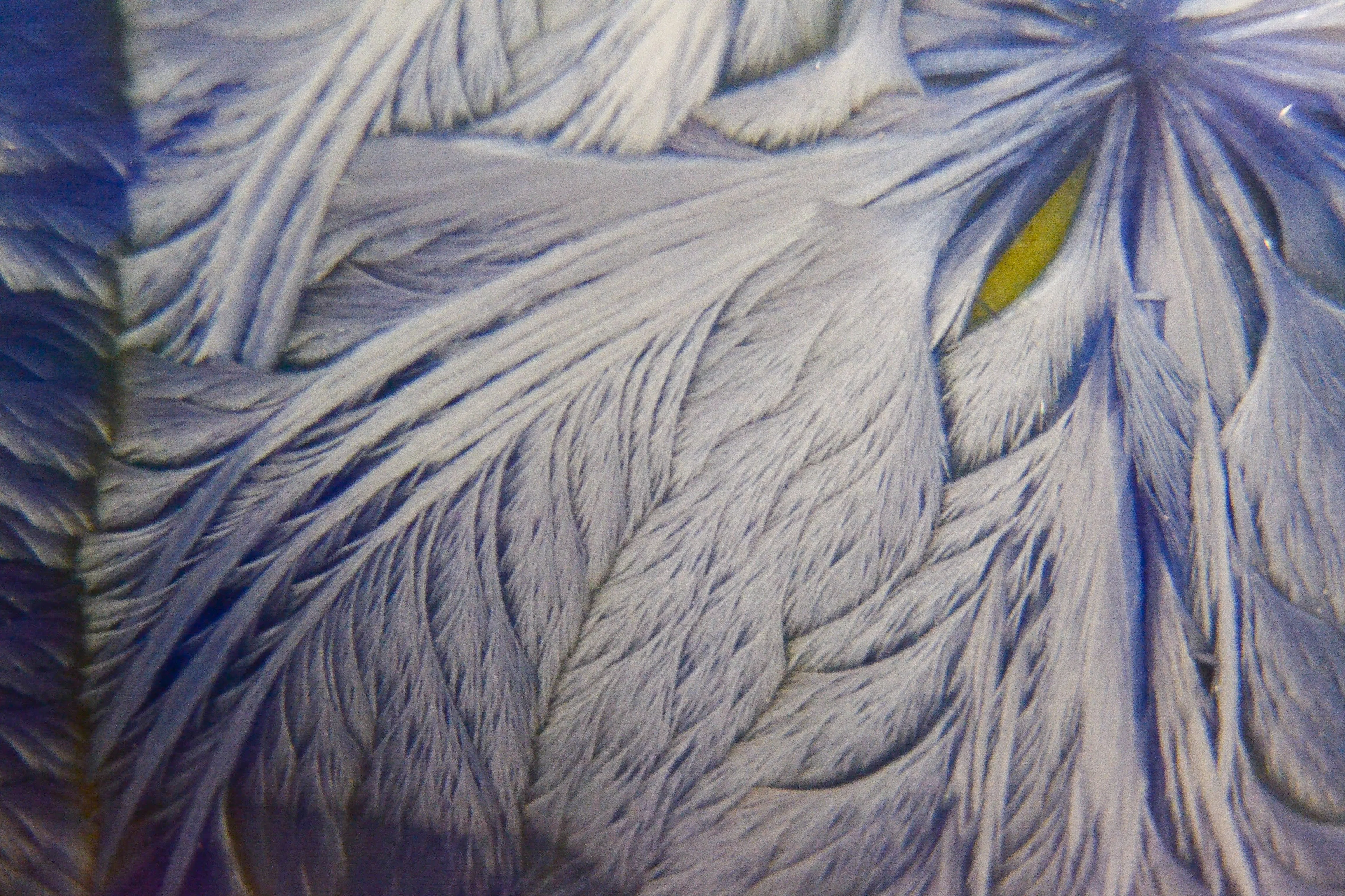 Feather like structures on a large crystal sample 2